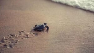 Read more about the article Tiny Turtles Responsible for 51 Infections in US!