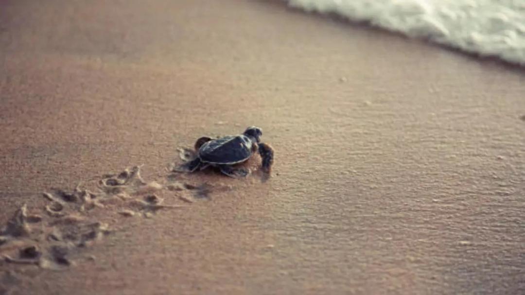 You are currently viewing Tiny Turtles Responsible for 51 Infections in US!