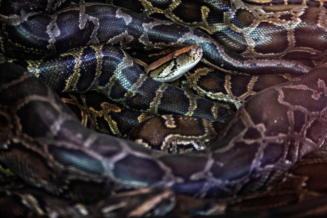 You are currently viewing How a Python’s Incredible Heart Power Could Transform Medicine as We Know It