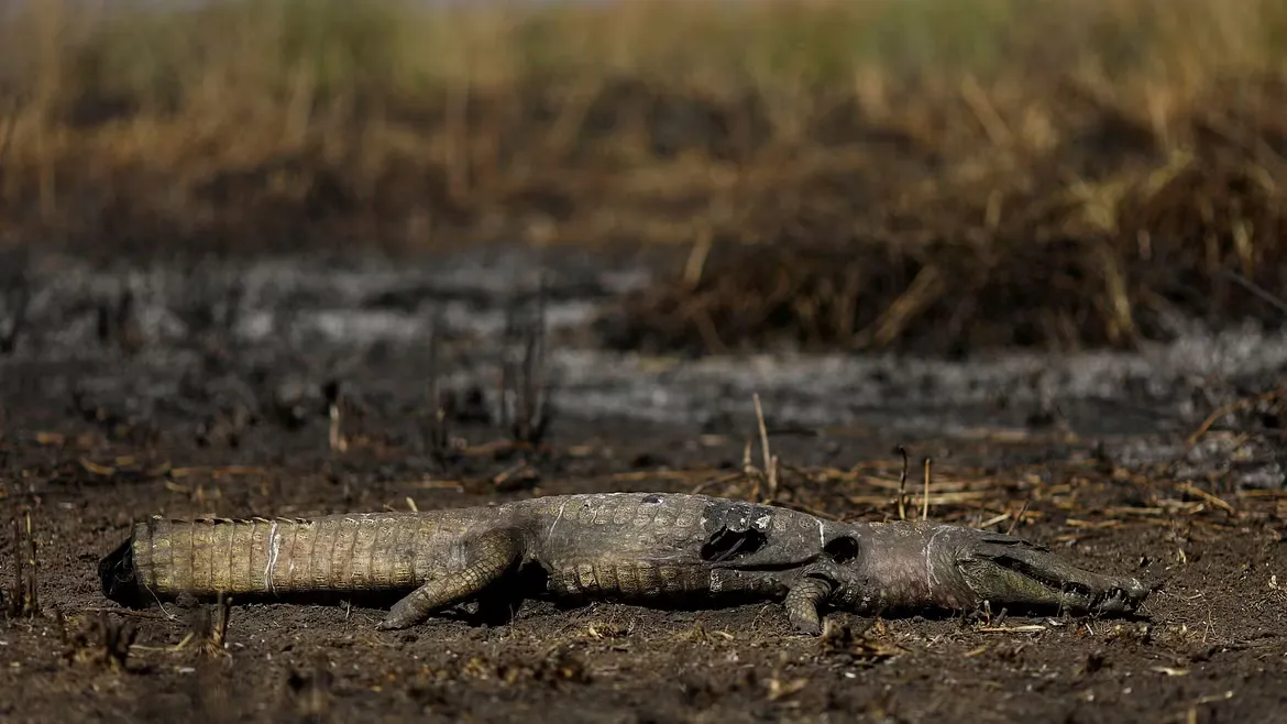 You are currently viewing Pantanal on Fire: How Unstoppable Blazes Are Threatening the World’s Most Unique Ecosystem