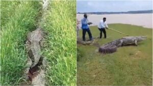 Read more about the article Watch: Farmers In Vijaypurwa Village, Chandauli, Encountered A 12 Foot Long Crocodile