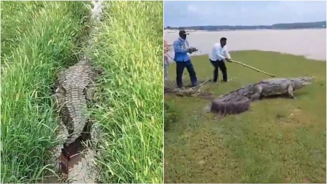 You are currently viewing Watch: Farmers In Vijaypurwa Village, Chandauli, Encountered A 12 Foot Long Crocodile