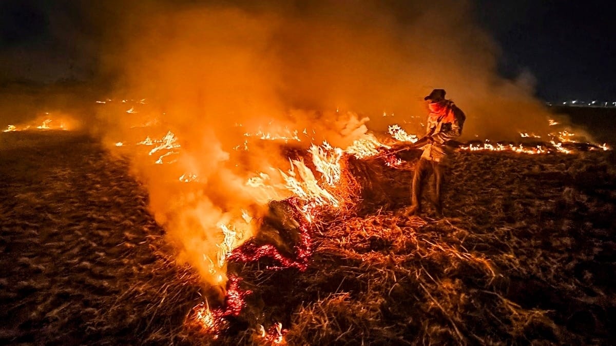 Read more about the article Madhya Pradesh Overtakes Punjab in Stubble Burning, New Data Reveals