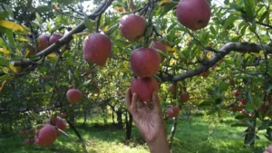 Read more about the article The Triple Threat to J&K’s Apple Farmers: Pests, Climate, and Prices