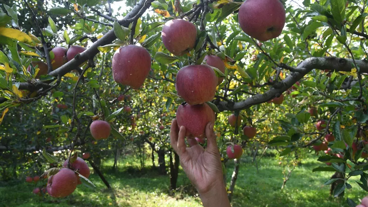 You are currently viewing The Triple Threat to J&K’s Apple Farmers: Pests, Climate, and Prices