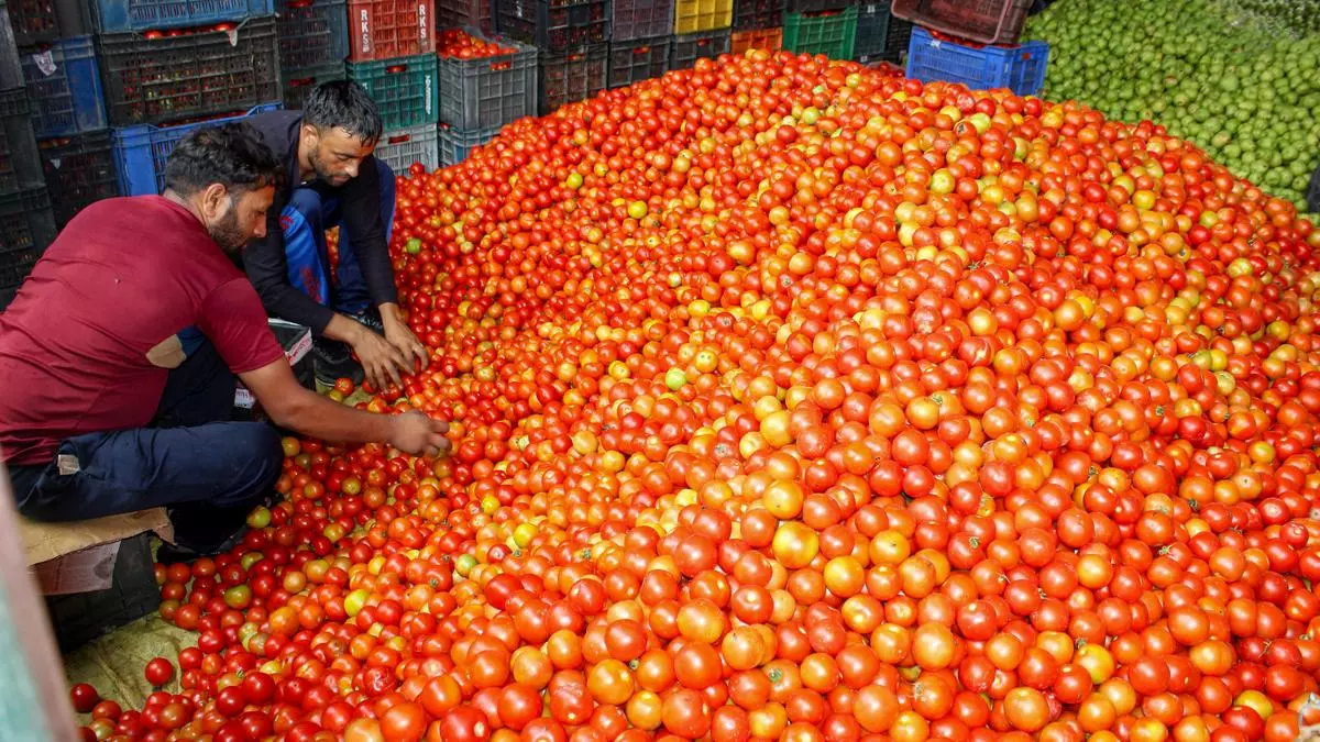 You are currently viewing Tomato Wine and 28 Other Ideas to Stabilize Supply Chain